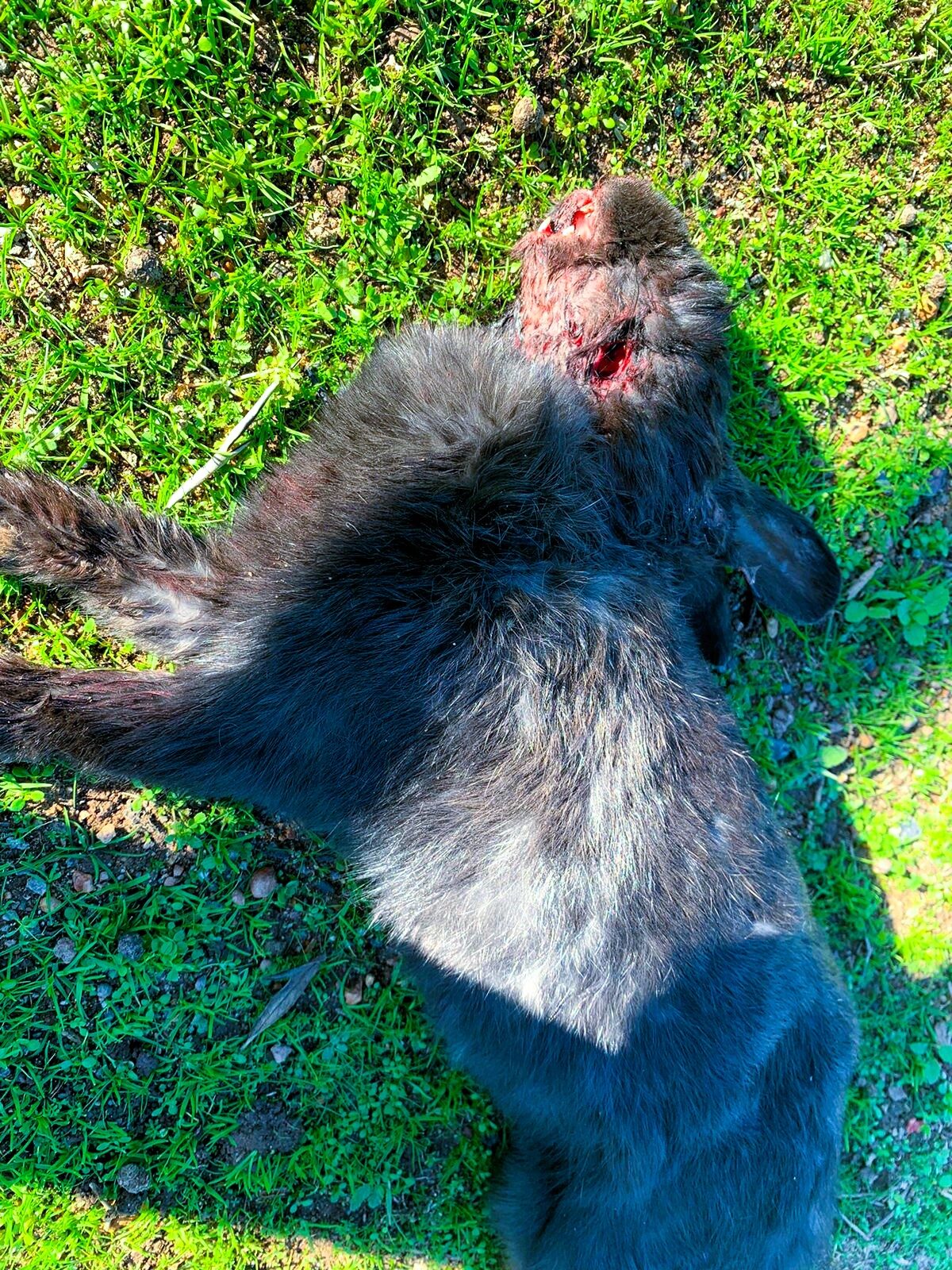 More drama unfolds about Durbanville bunnies with shooting threats