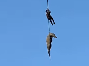 WATCH | Police captain praised for dangerous river operation to recover human remains from crocodile