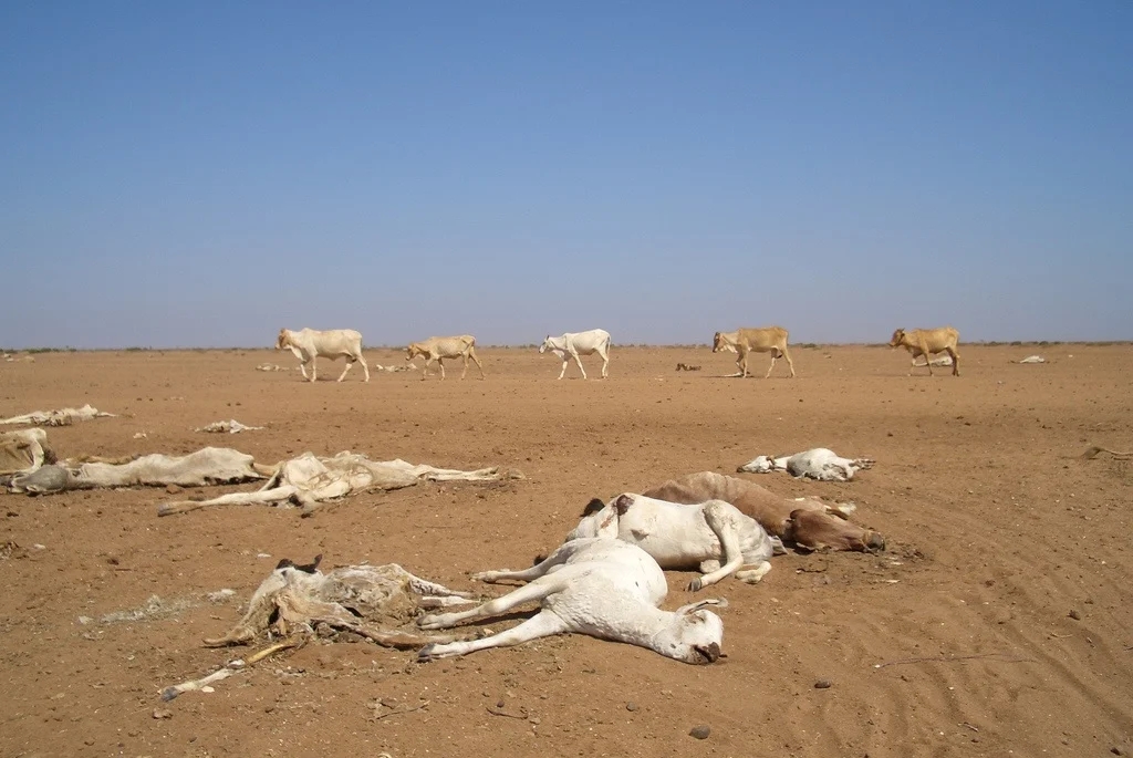 Drought conditions can intensify in affected regions as El Niño weather patterns disrupt normal rainfall distribution.