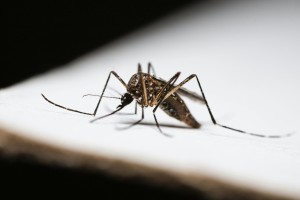Stellenbosch researcher secures international grant to study West Nile virus