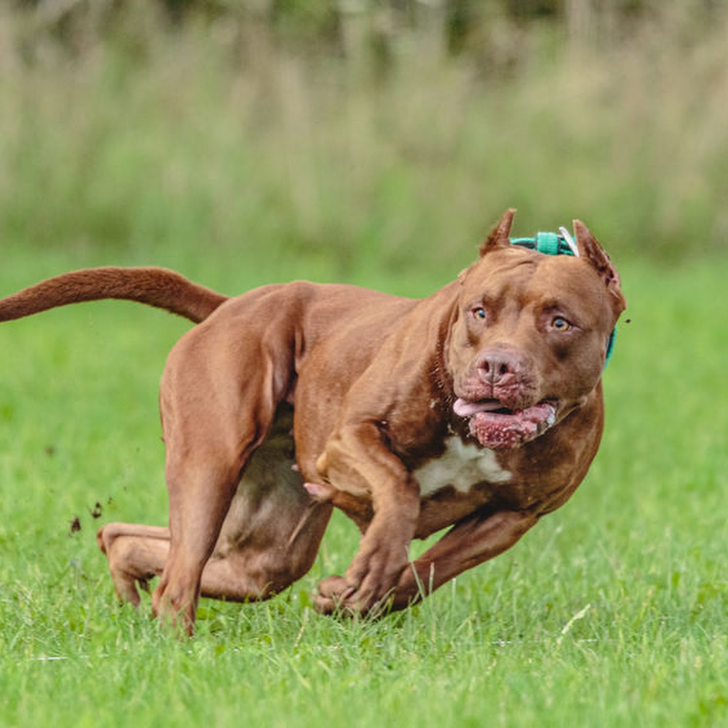 SPCA condemns the weaponisation of dogs after a Kensington robbery involving a pitbull.