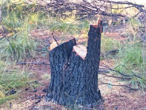Living trees cut for firewood at Wolhuterskop Reserve despite available deadwood