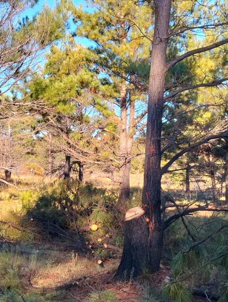 The cutting of living trees raises questions about oversight and management at the reserve, particularly as staff monitor the only entrance and security personnel operate within the facility.