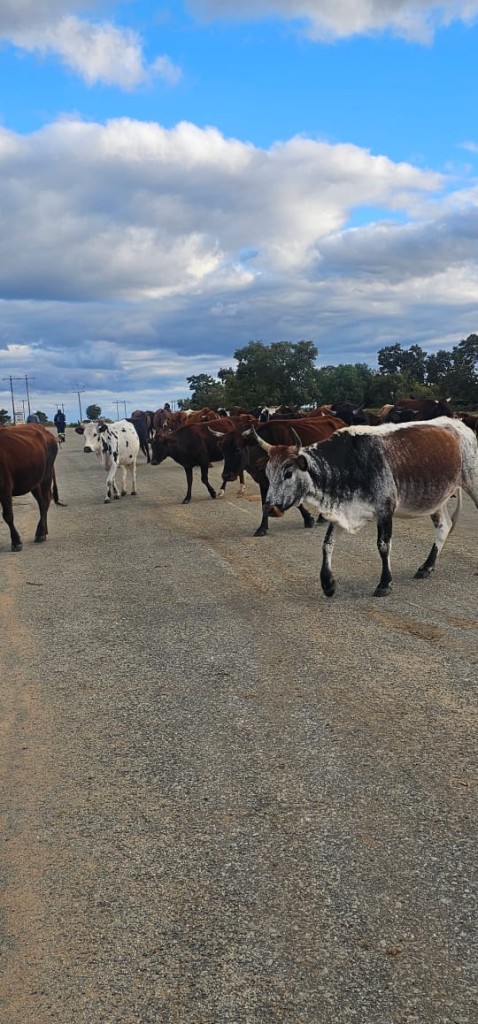 Stray animals on the roads in Lejweleputswa pose a threat