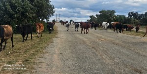 Stray animals on the roads in Lejweleputswa pose a danger to motorists
