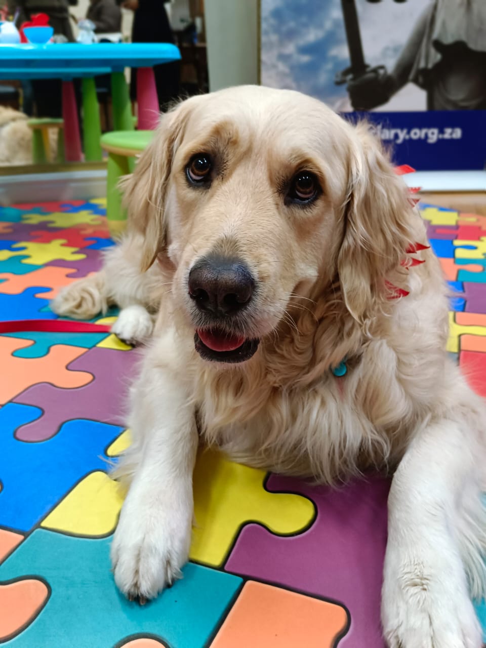 Gentle golden retriever Toffee is South Africa’s first therapy dog to accompany a child witness during testimony in a criminal court.