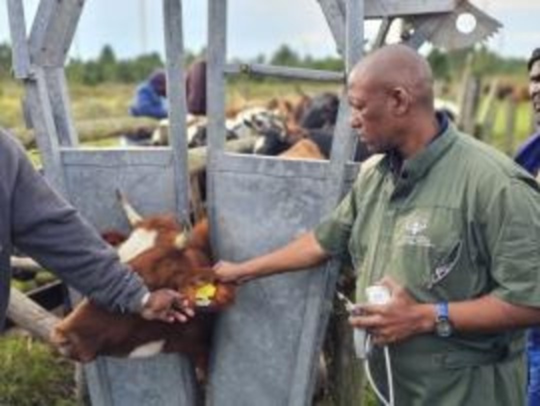 FMD vaccine update
