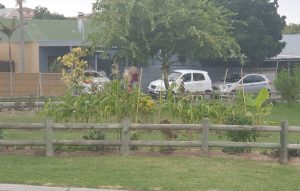 Onkruid en dorings in lushof verander in die hartjie van Protea Village