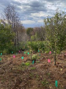 SANParks plants 300 indigenous trees in Newlands Forest to restore Table Mountain National Park