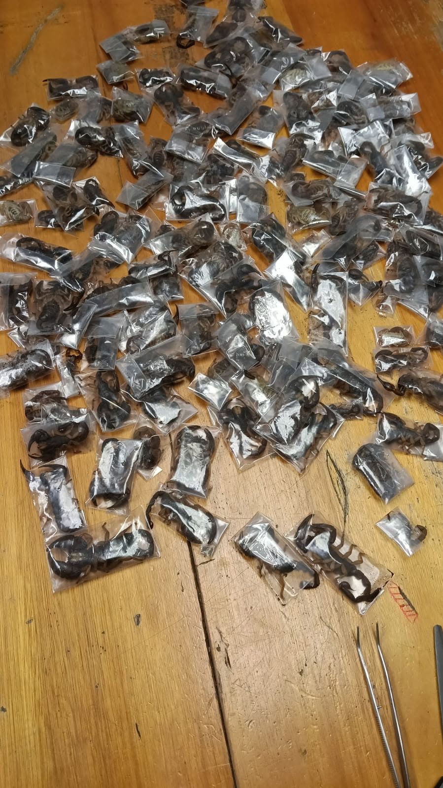 Officers seized 150 live venomous scorpions from a suspect's luggage at Cape Town International Airport.