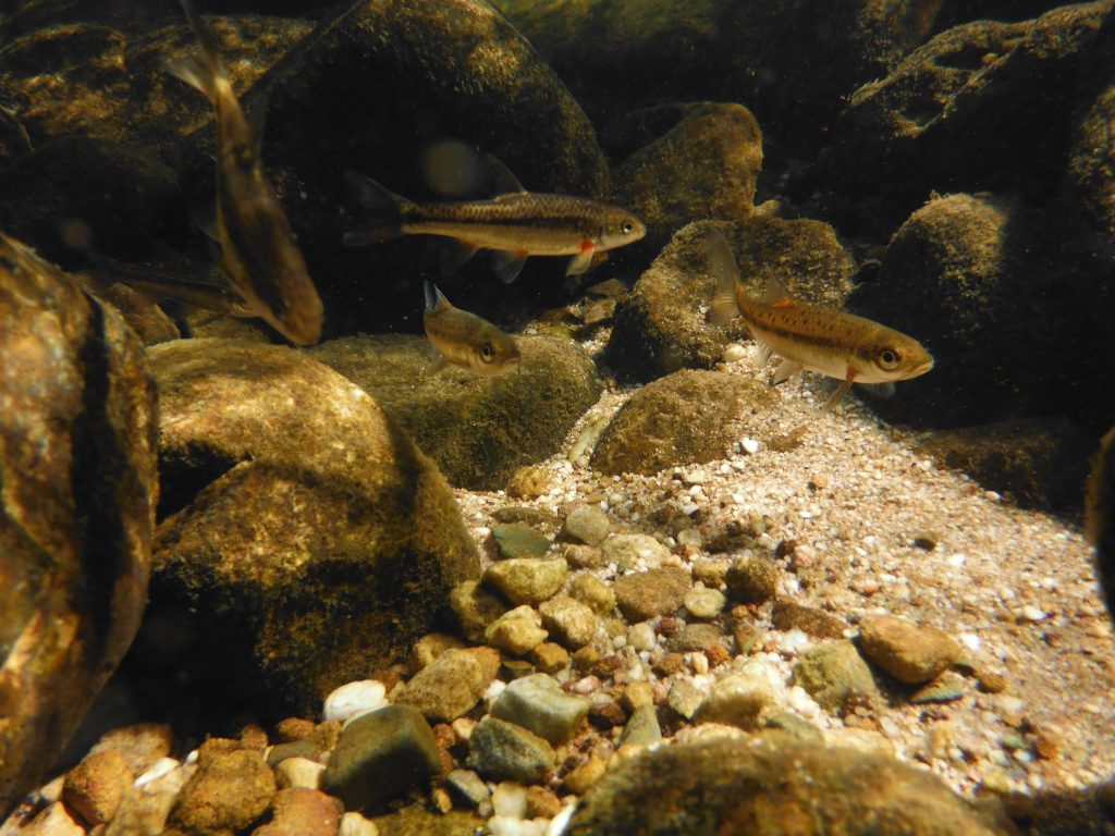 A rare sight of Paradiplozoon jordaanae.
