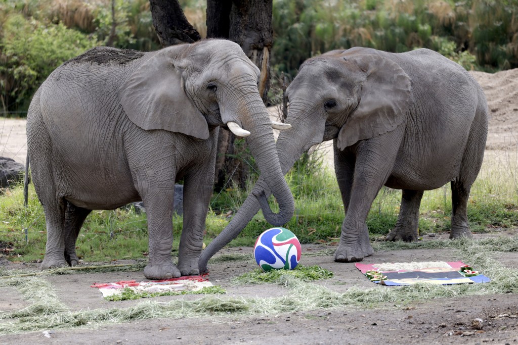 African elephants predicting the outcome of the Mexico vs South Africa Fifa World Cup football match.