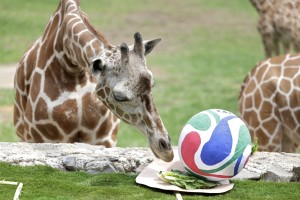 ‘It’s clear who won!’: Mexican zoo residents hedge World Cup bets