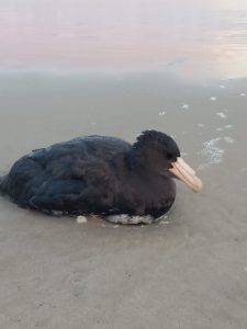 Rare seabird sighting at Gamtoos Beach prompts wildlife response