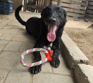 From shelter to shelter: Rescue dog bringing comfort to the homeless