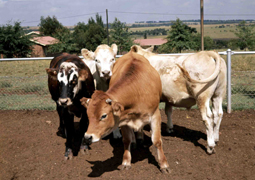 Vrede Dairy Project