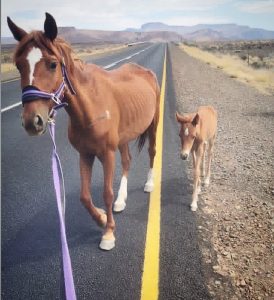 From the roadside to retirement: animals given a second chance at Karoo Donkey Sanctuary