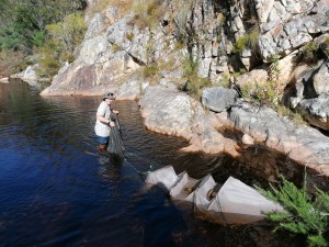New species honours CapeNature scientist