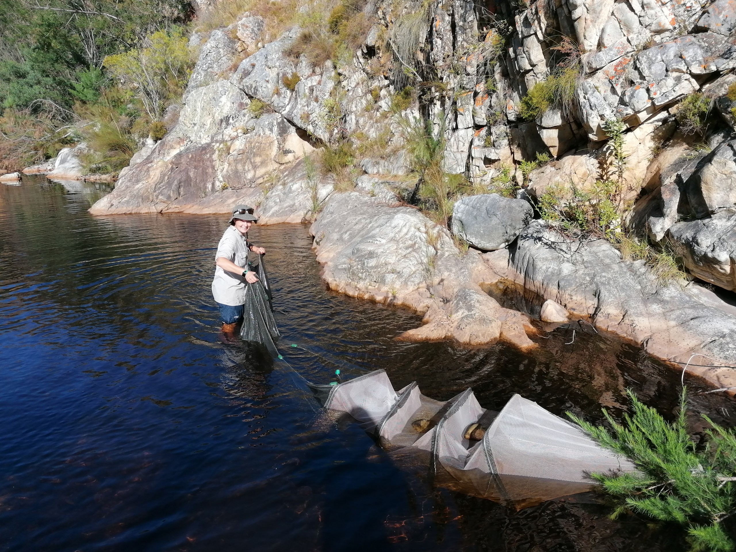 Dr Jordaan retrieving nets while sampling the fish community on a field survey.