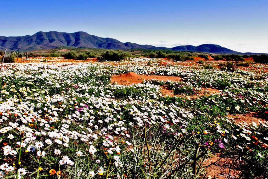 The Knersvlakte Nature Reserve in the Western Cape.