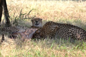 Cheetahs return to Eswatini after more than 35 years