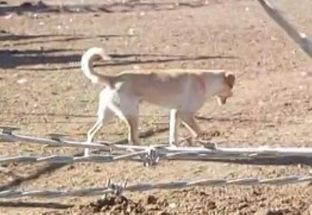 Dieremishandeling, Kimberley