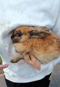 Community rallies to save Durbanville Cemetery bunnies
