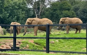 Court battle seeks to free three captive elephants from Johannesburg Zoo