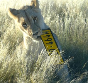 Perfect campfire story: Kgalagadi lioness claims number plate as trophy