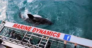 Marine Dynamics earns international recognition for conservation while transforming communities