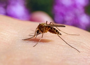 Climate change fuels malaria surge across southern Africa