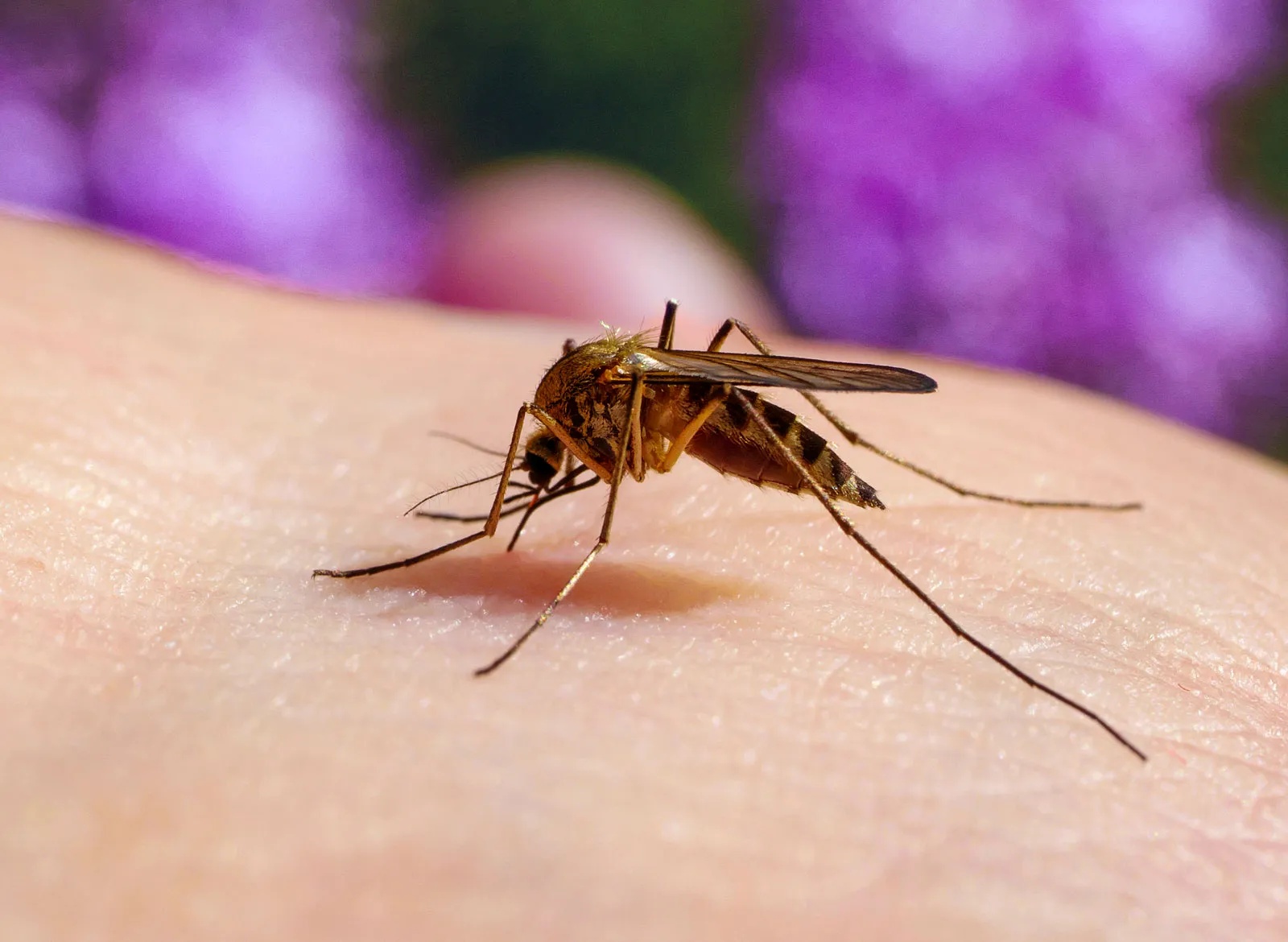 Malaria kills more than a quarter of a million people annually and is surging in southern Africa as the climate shifts.