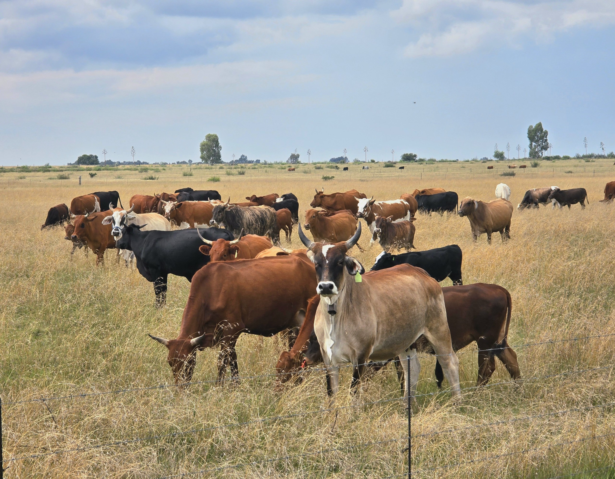 Byna 936 000 beeste is reeds ingeënt, maar bek-en-klouseer versprei steeds deur die Vrystaat, met Kroonstad, Heilbron en Frankfort wat die swaarste getref word.