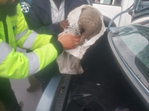 Four arrested for illegal possession of pangolin