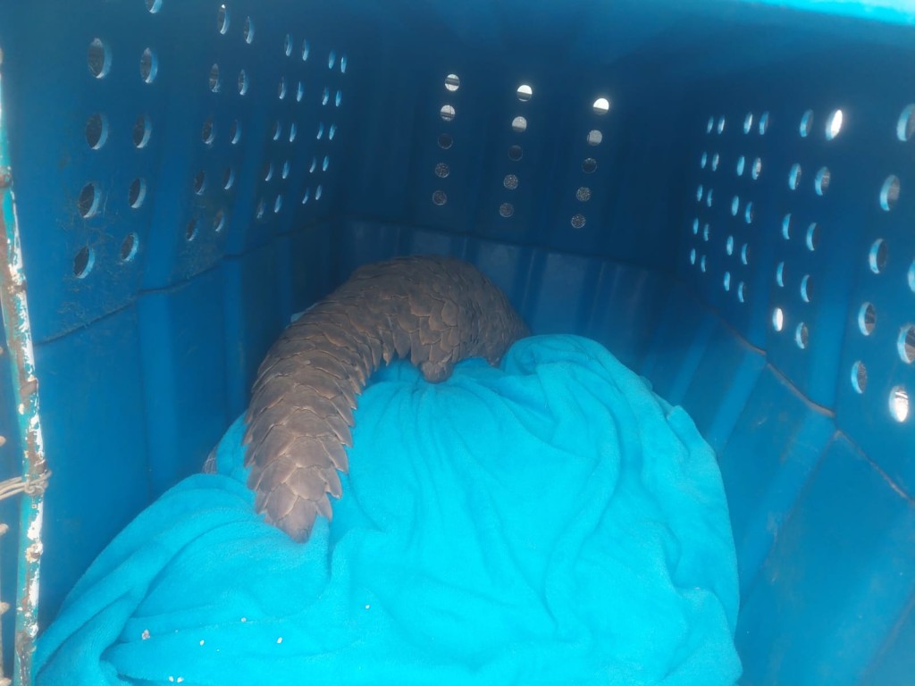 The Pangolin was handed over to authorities for safekeeping.
