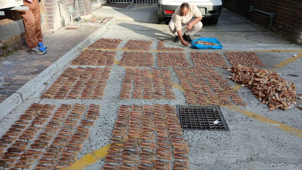 A man who was drinking in public was arrested after 1 848 West Coast Rock Lobster tails were discovered in his car.
