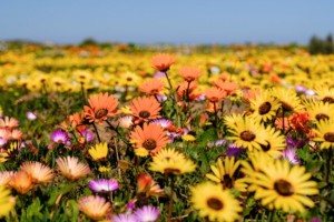 Experience the annual superbloom in the West Coast