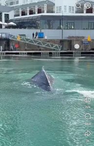 Mother and calf whale spotted inside V&A Waterfront harbour
