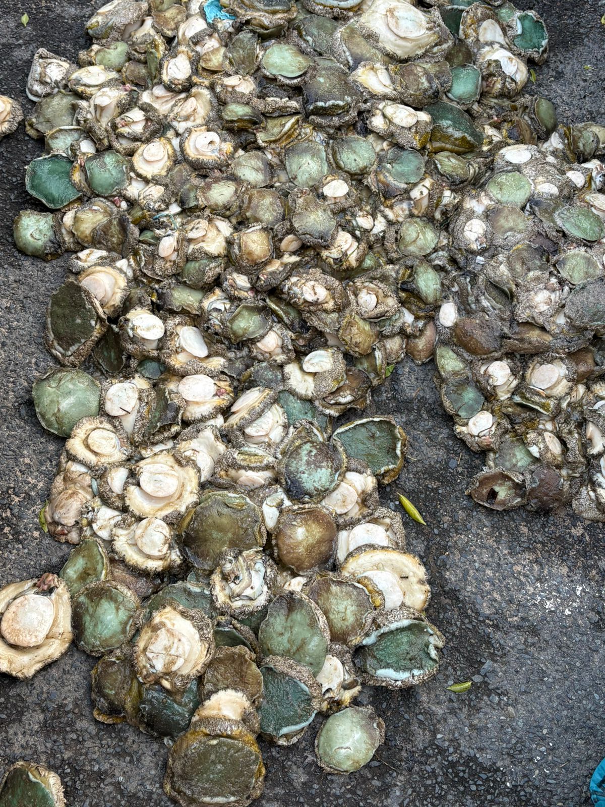 Abalone bust on Clarence Drive, Gordon's Bay.