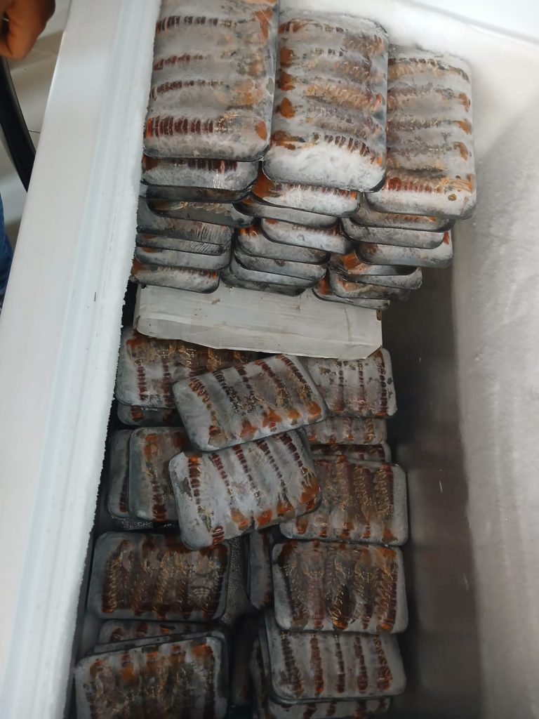 Abalone bust on Clarence Drive, Gordon's Bay.