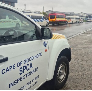 SPCA rescues animals abandoned amid anti-immigration unrest