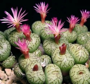 Nine rare plant species poached to extinction in Western Cape since 2020