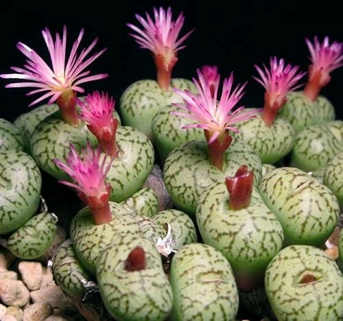 The illegal trade in indigenous succulents.