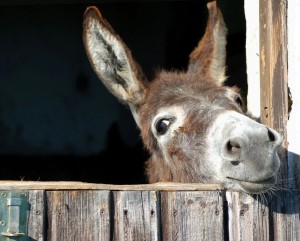 WATCH | Mamre donkey cruelty: owner arrested after attempting to conceal animal from SPCA