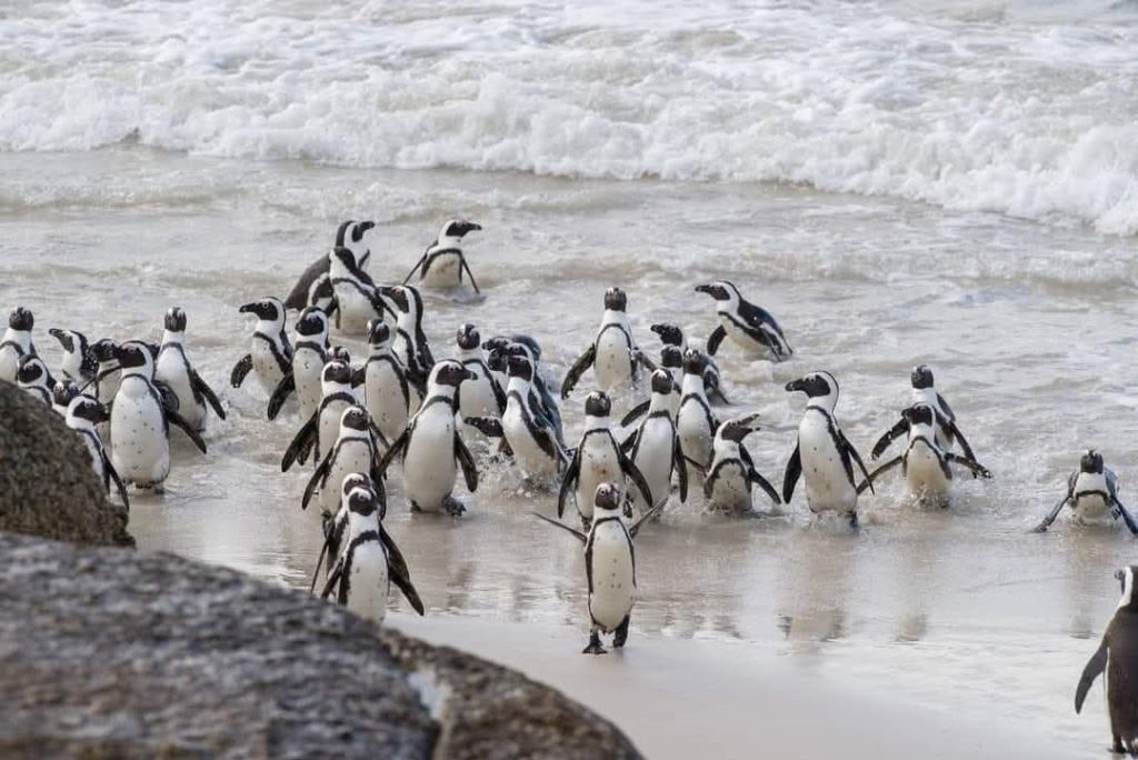 Boulders Penguin Colony