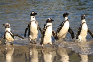 African penguin numbers rise at Boulders Penguin Colony