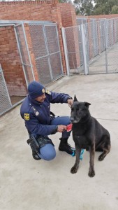 Armed robbery suspects at large as SAPS K9 Floppy goes missing during chase