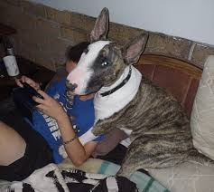 Justice for Leo: Landmark sentence sends strong message against animal cruelty