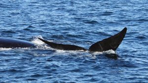 WATCH | Southern Right whales are back in the Overberg, arrived early