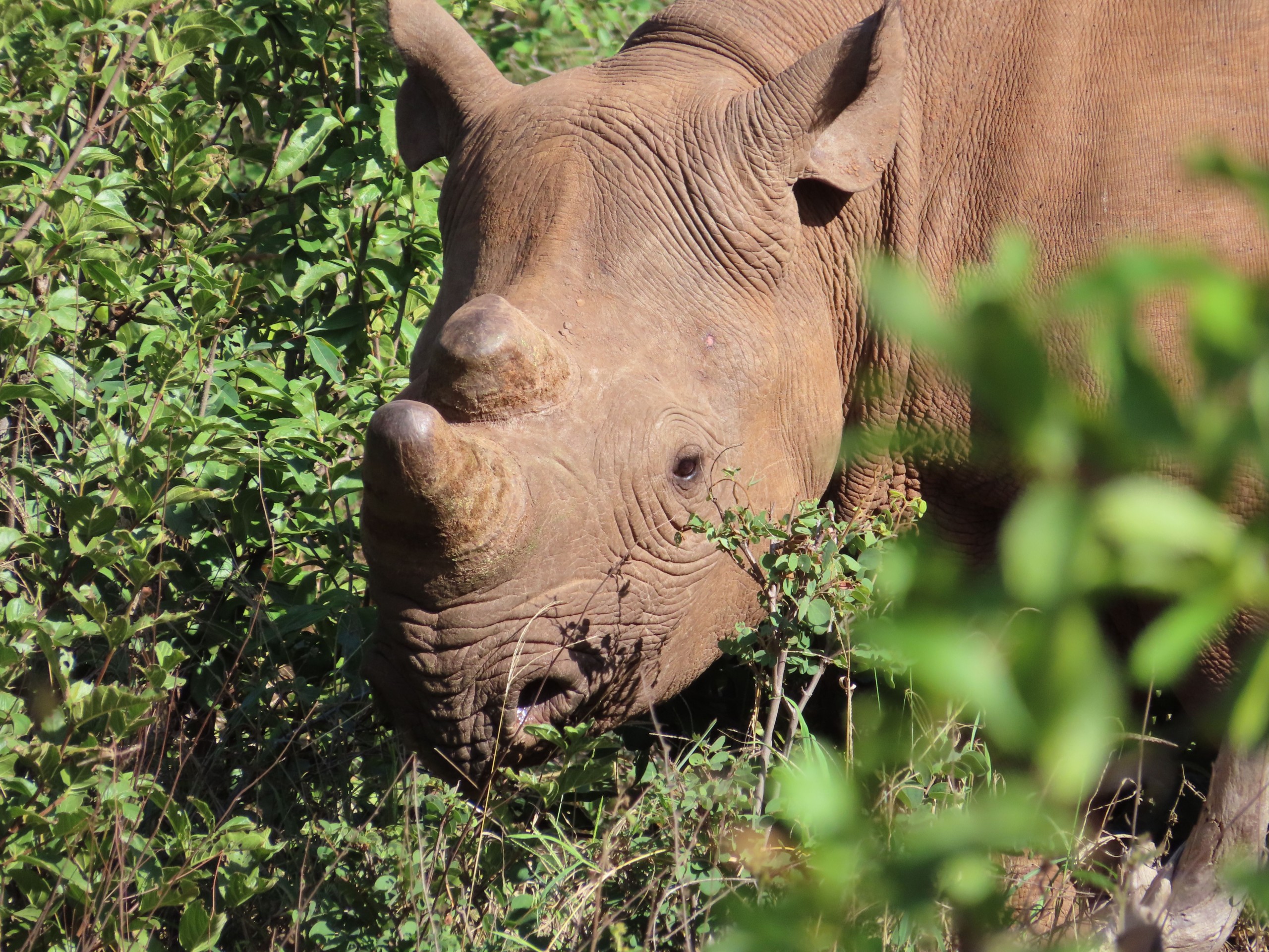 Black rhino have returned to Zimbabwe's Matusadona National Park three decades after being evacuated due to severe poaching. Photo Pexels